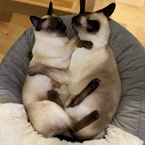 Meet your Posher, Eva - Picture 2 of 3